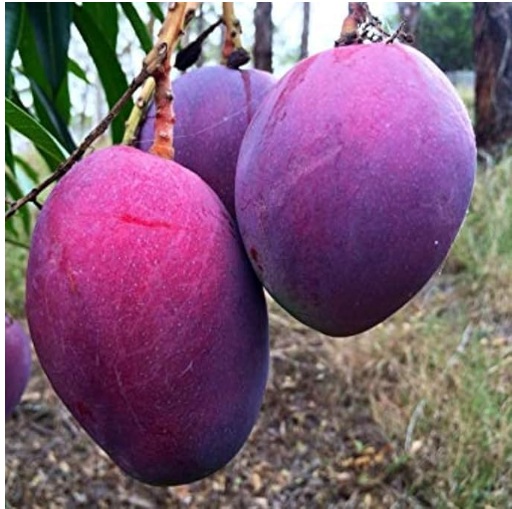 Purple Mango